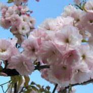樱