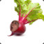 Offbeet