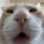 meow SKINS