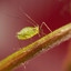 aphid