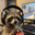 Crazy Goose