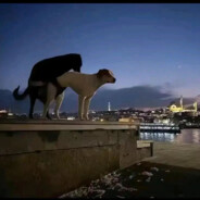 『呜...求你了...那里脏...不可以...好疼..啊...』