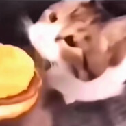 小猫你可以吃芝士汉堡