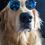 Beach Doggo