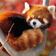 努力成为Apex糕手