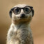 CRAZY MEERKAT@