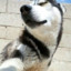 xiaohuohuozi