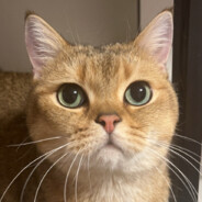 咕呱孤寡呱瓜咕咕咕菇