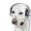 Gamer Dog