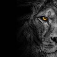 ♠ Lion Steam avatar