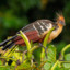 Hoatzin