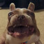 SadBulldog