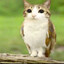 Staring Owl-Cat