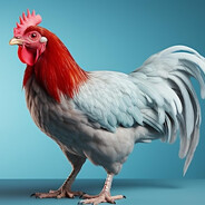 питушиные дела