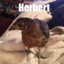 Herbert