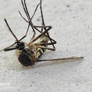 This is Mosquito