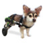 WheelchairDog