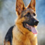 Raise german shepherd with her