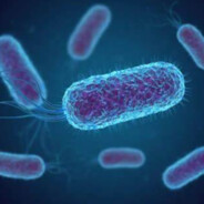 Escherichia coli