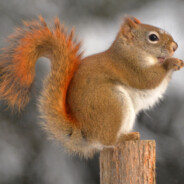 Squirrel