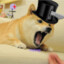 Lost_Dog