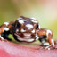 Mysteriosus