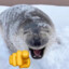 Seal