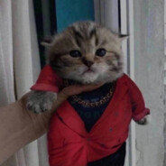 Стасёнок Котёнок