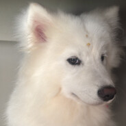 hugao avatar