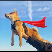 太阳底下晒柿子