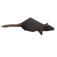 Rat