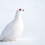 Willow Ptarmigan