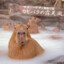 Kapybara