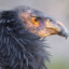 Californian Condor (Andeans bro)
