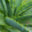 ALOE