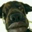 DoGGeR