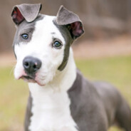 Pitbull