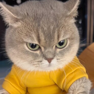 阿迪耐克我不要