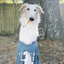 Borzoi girl :3
