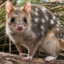 Marsupial Australiano