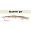Shortnose Gar