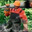 ZottolaGG's Avatar