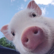 腿间银水留几串，半米幻龙大满贯