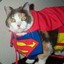Superman&#039;s Cat