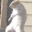 A FAKIN SQUIRREL