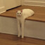 Standing Cat
