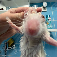 Влажный пердун