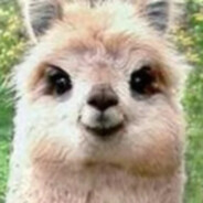 llama