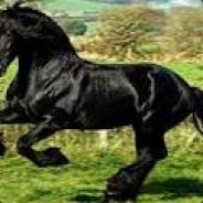 Mr.BlackHorse [ YouTube ]