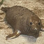 poop seal
